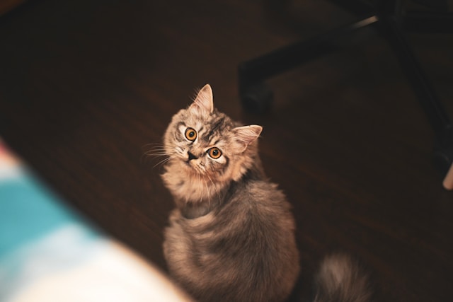 Signs Your Pet Needs Emotional Support